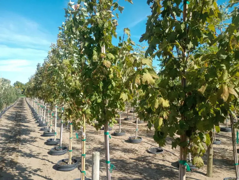 Bowhall Maple Tree