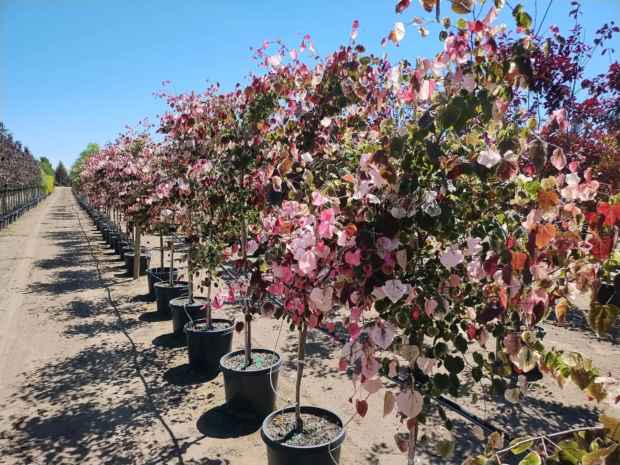 Carolina Sweetheart® Redbud
