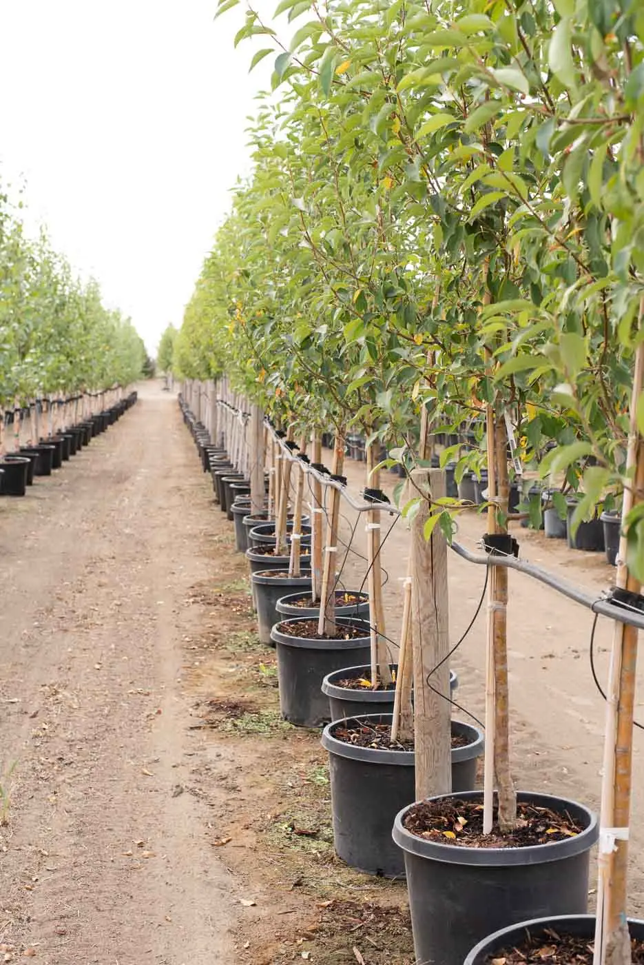 Starlite® Flowering Crabapple