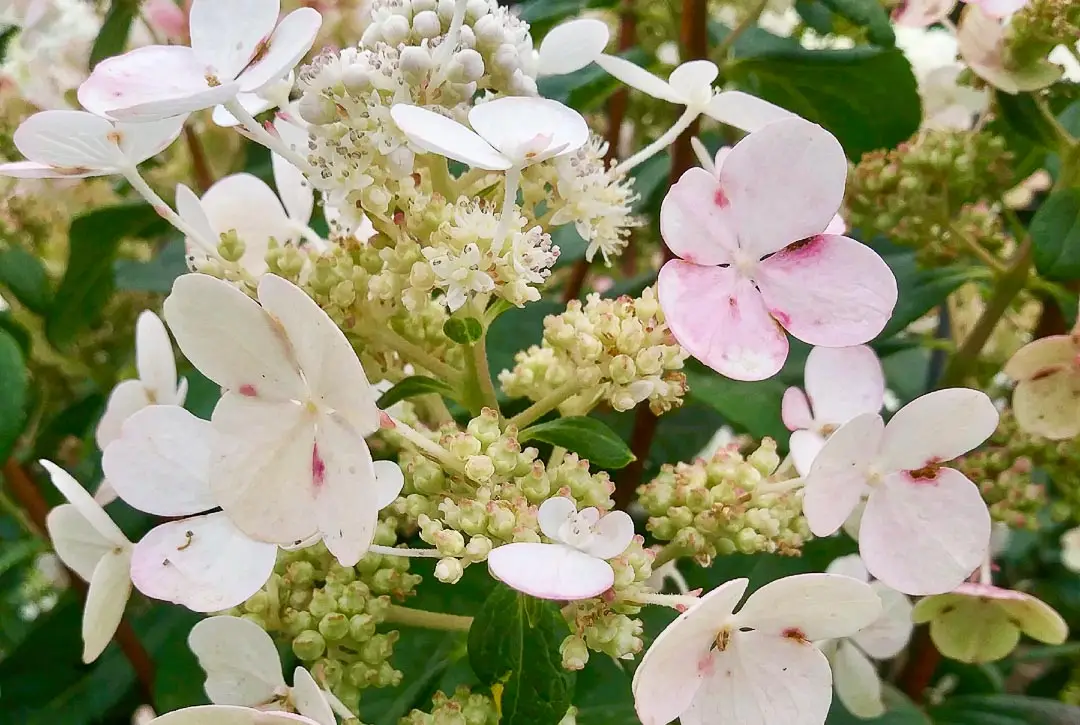 Quick Fire Hydrangea (Tree Form)