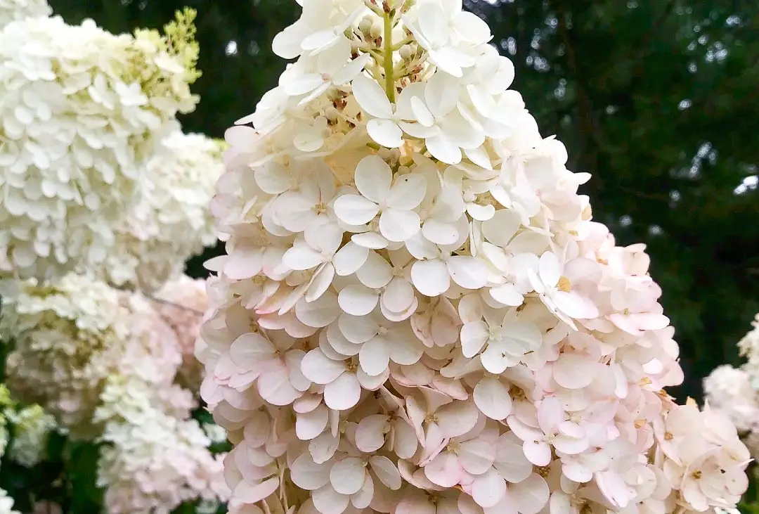 Vanilla Strawberry Hydrangea (Tree Form)