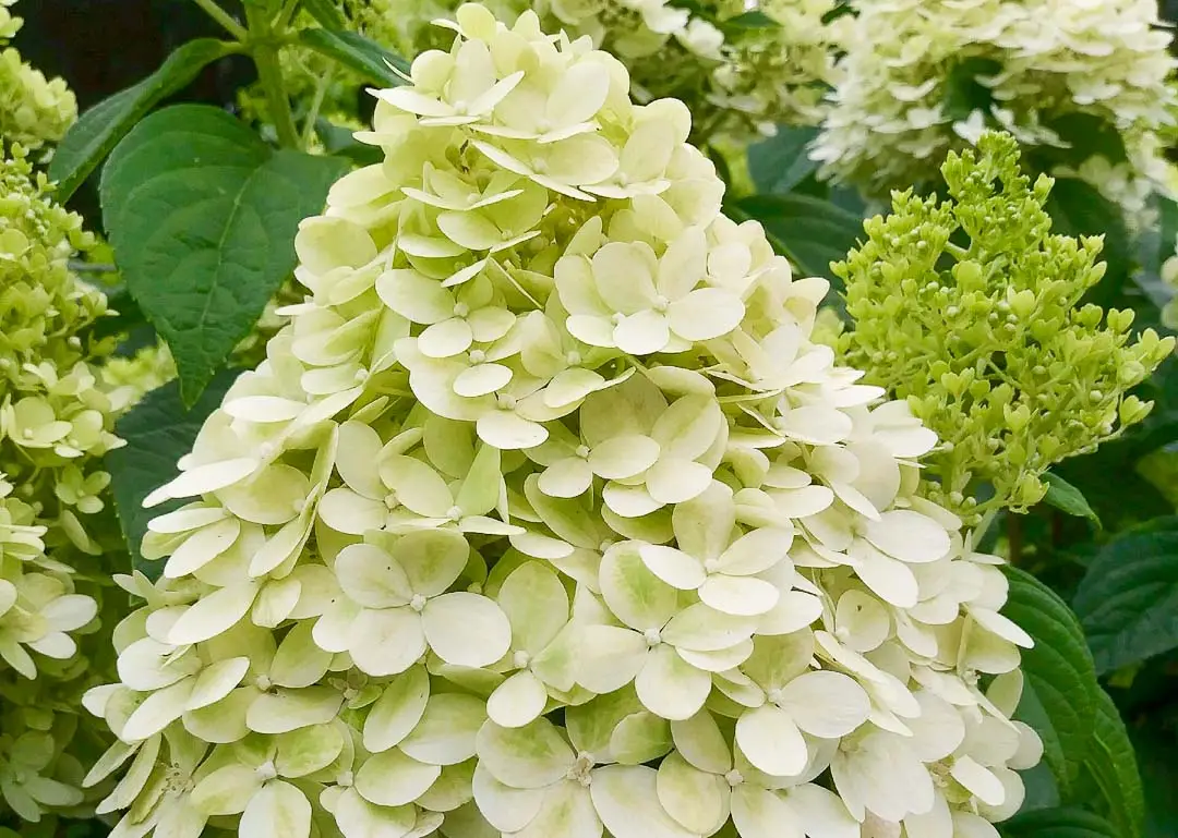 Limelight Hydrangea (Tree Form)