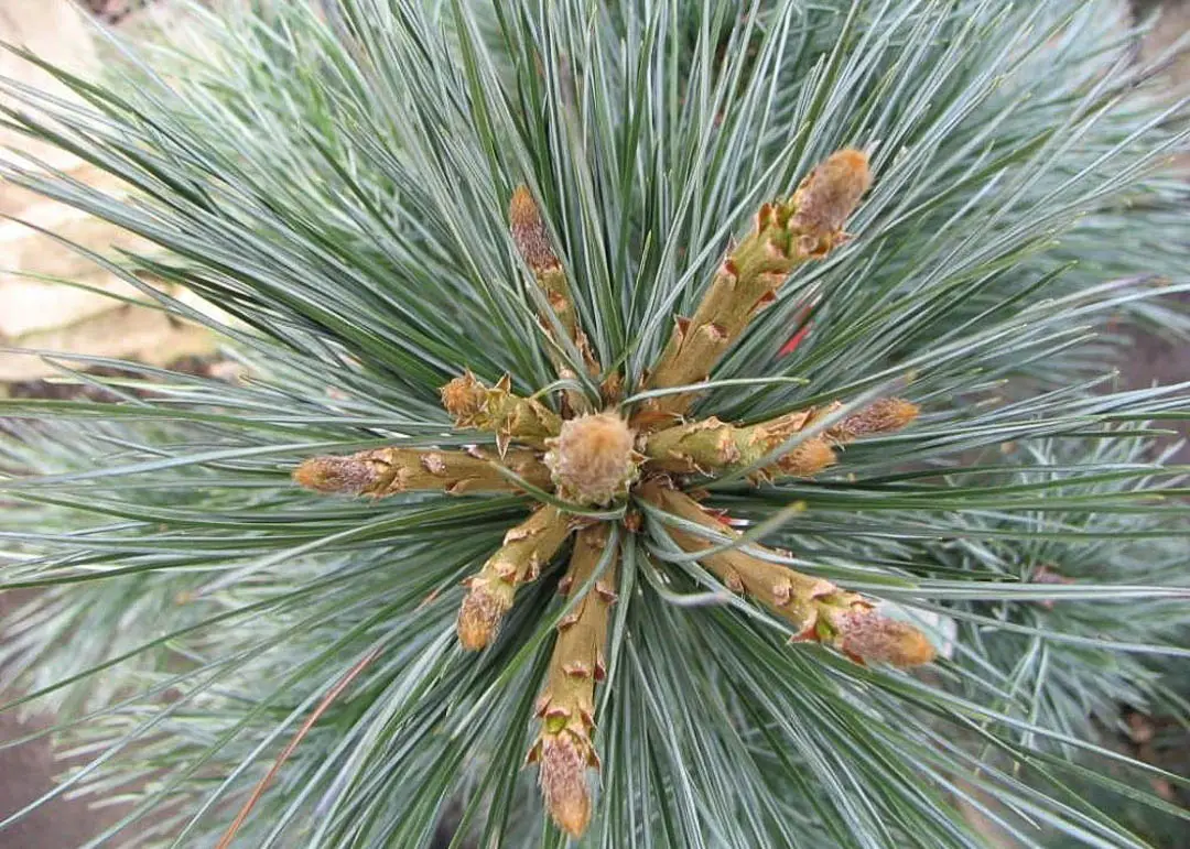 Vanderwolf Pine Tree