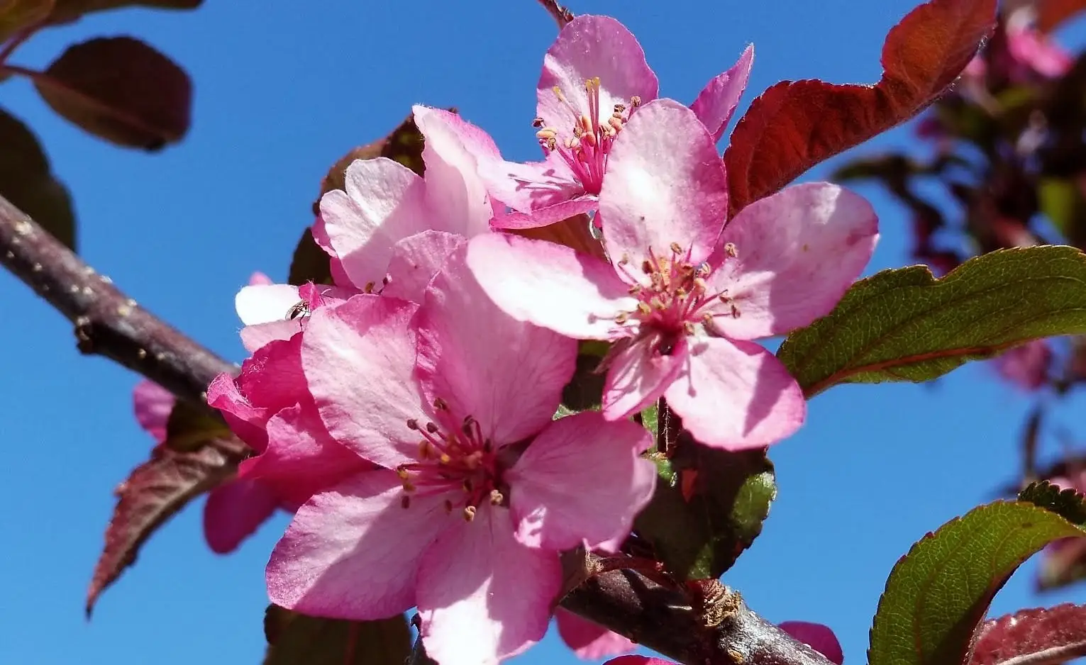 Royal Raindrops® Crabapple Tree