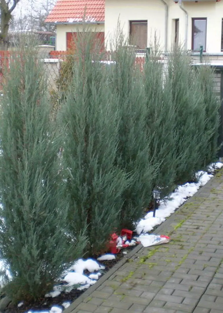 Skyrocket Juniper Tree