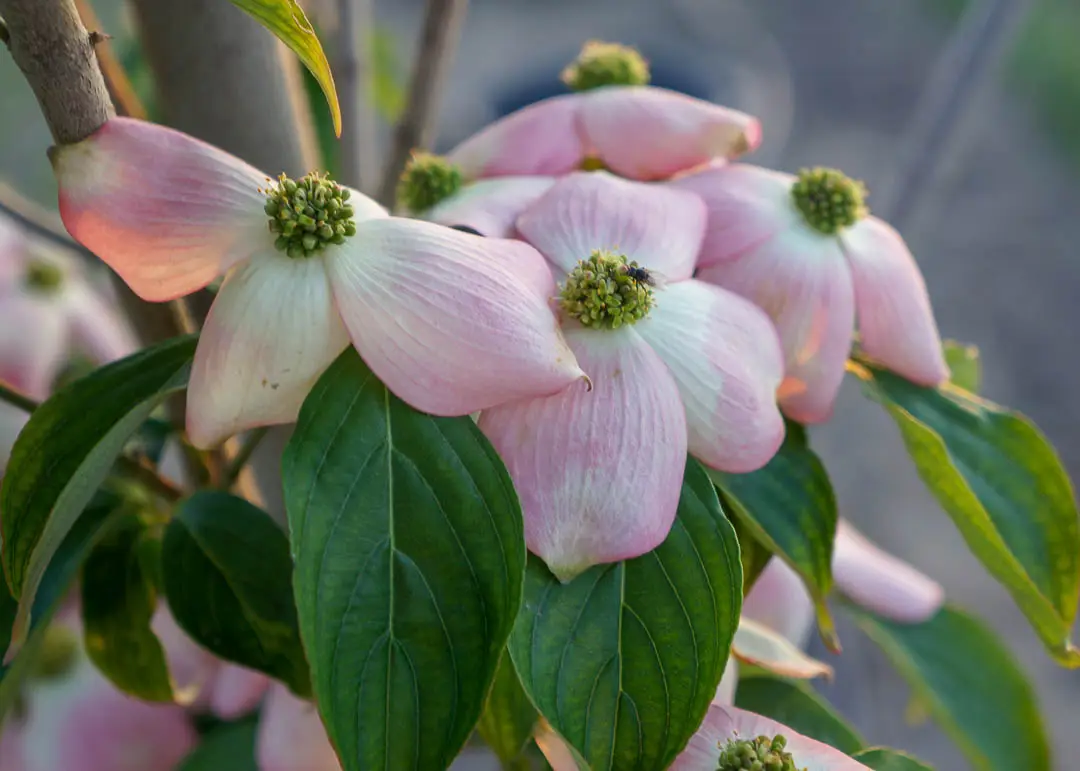 Stellar Pink Dogwood Tree