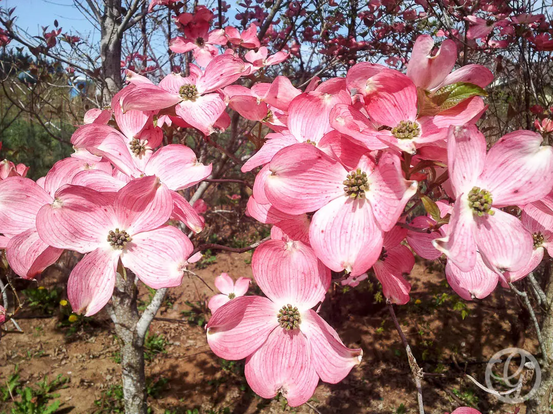 Cherokee Brave Dogwood Tree