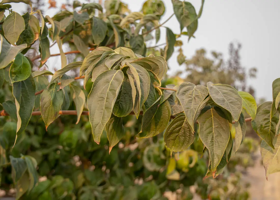 Aurora Dogwood Tree
