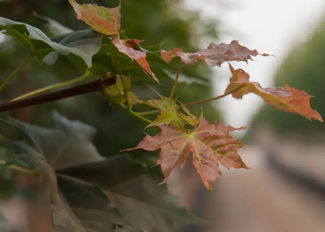 Pacific Sunset Maple Tree