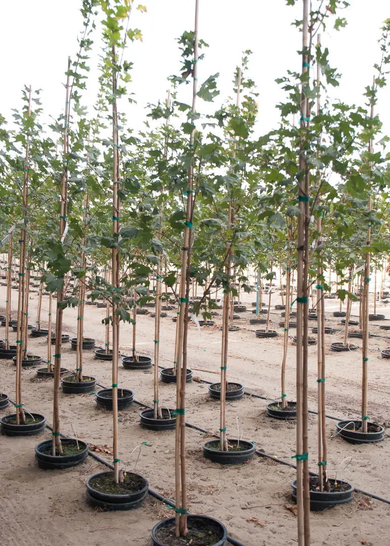 Flashfire® Maple Tree