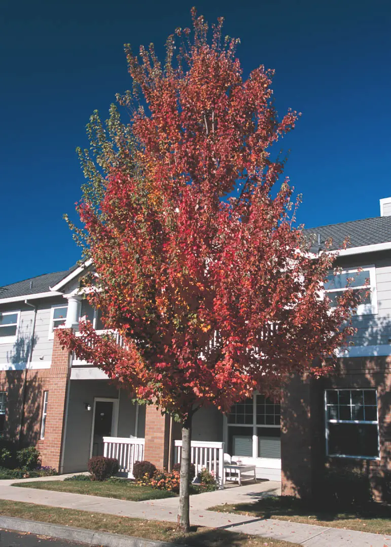 Red Sunset® Maple Tree