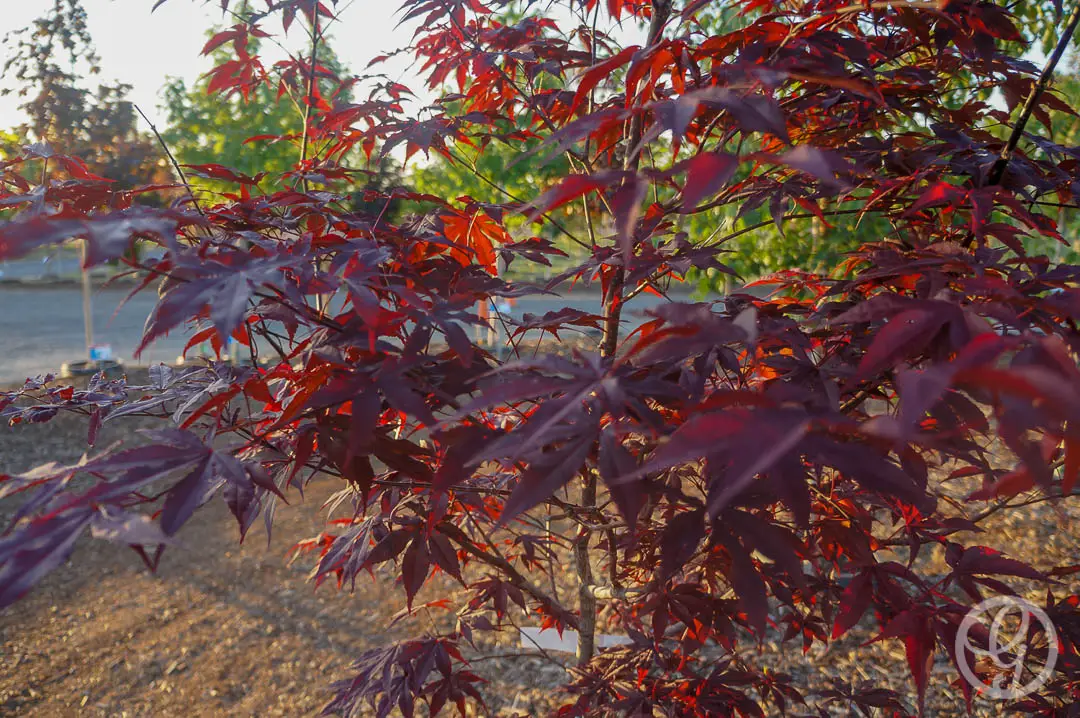 Emperor 1 Japanese Maple Tree