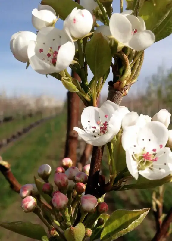 Jack® Dwarf Flowering Pear Tree