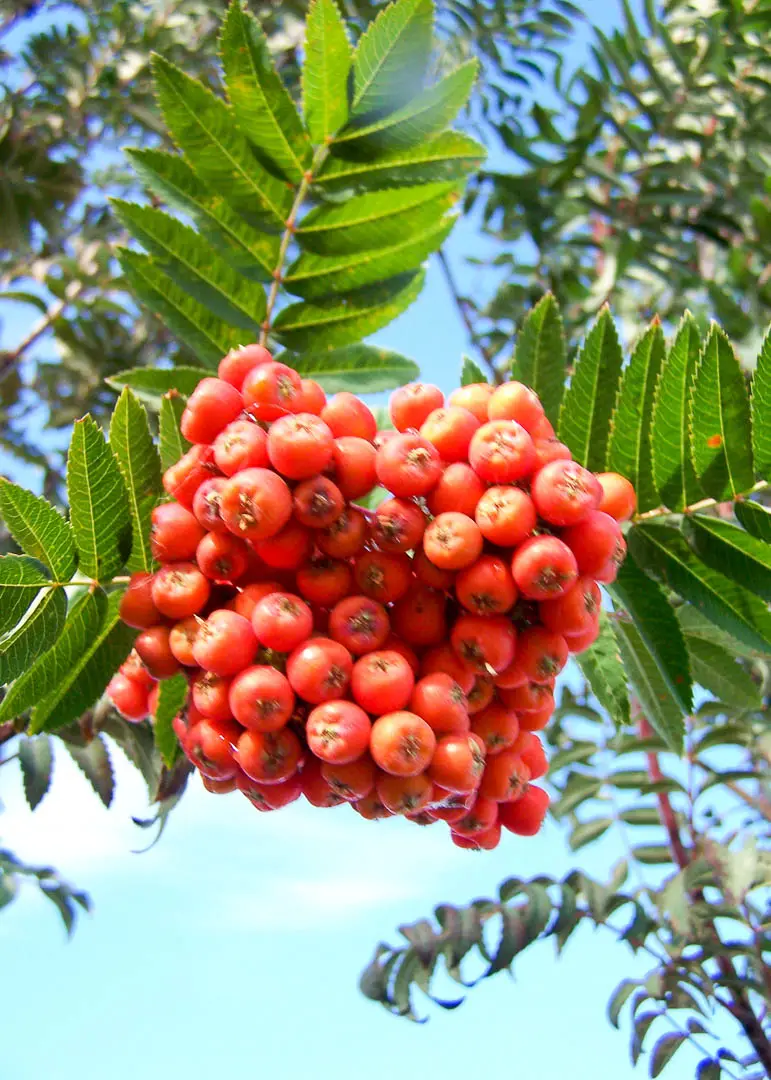 Cardinal Royal® Mountain Ash Tree
