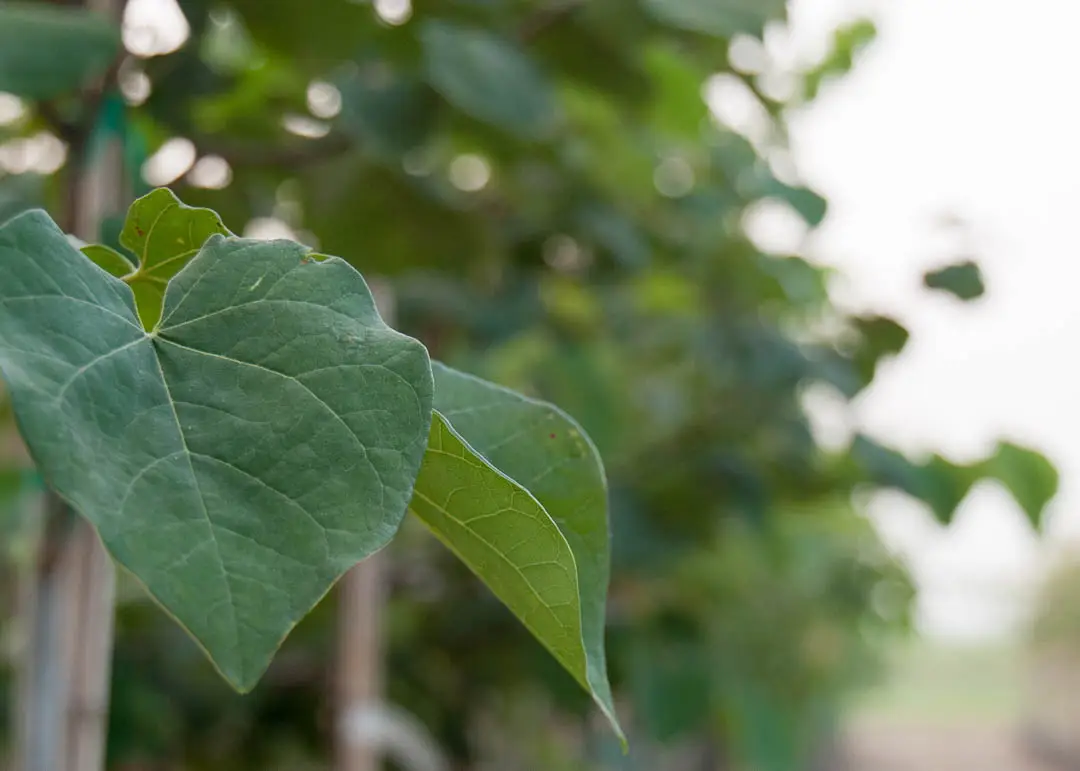 Eastern Redbud Tree