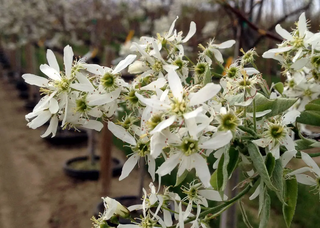Autumn Brilliance Apple Serviceberry Tree