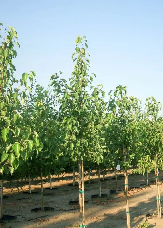 Aristocrat Pear Tree