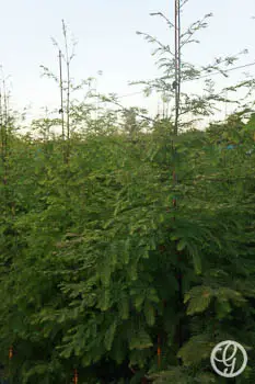 Dawn Redwood Tree