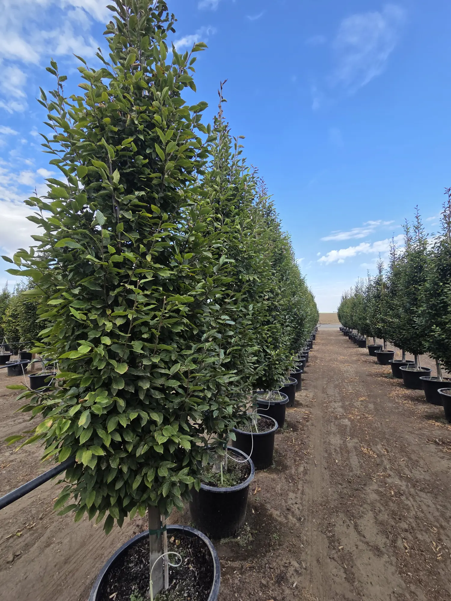 Pyramidal European Hornbeam Tree — 2"
