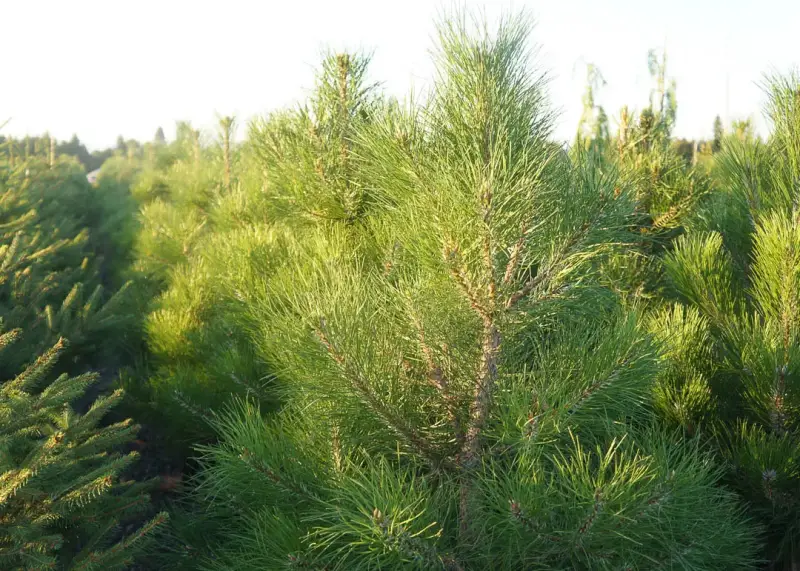 Austrian Pine Tree