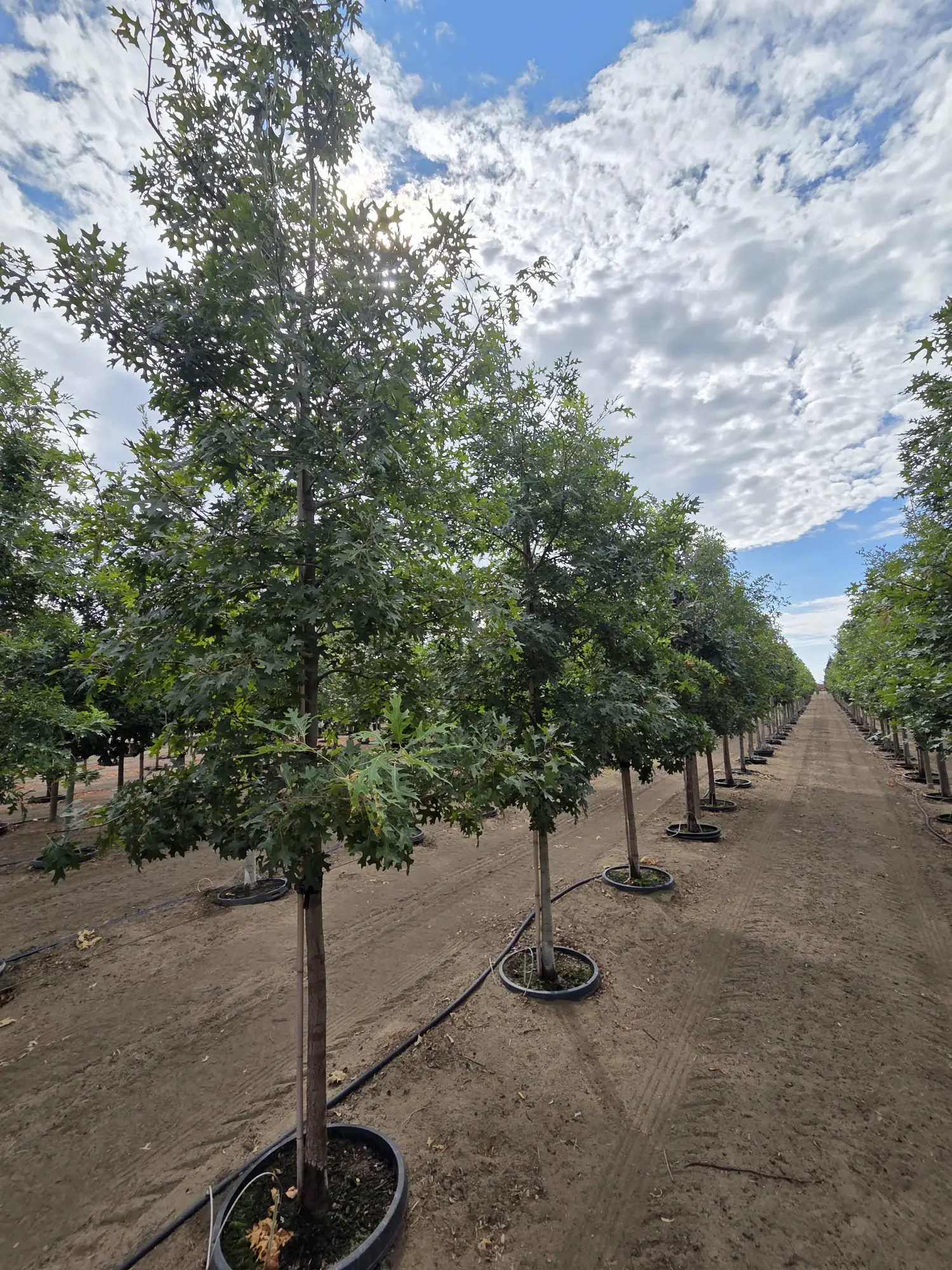 Scarlet Oak Tree — 2"