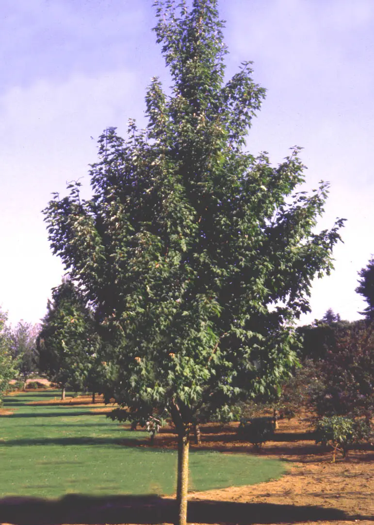 Celebration® Maple Tree