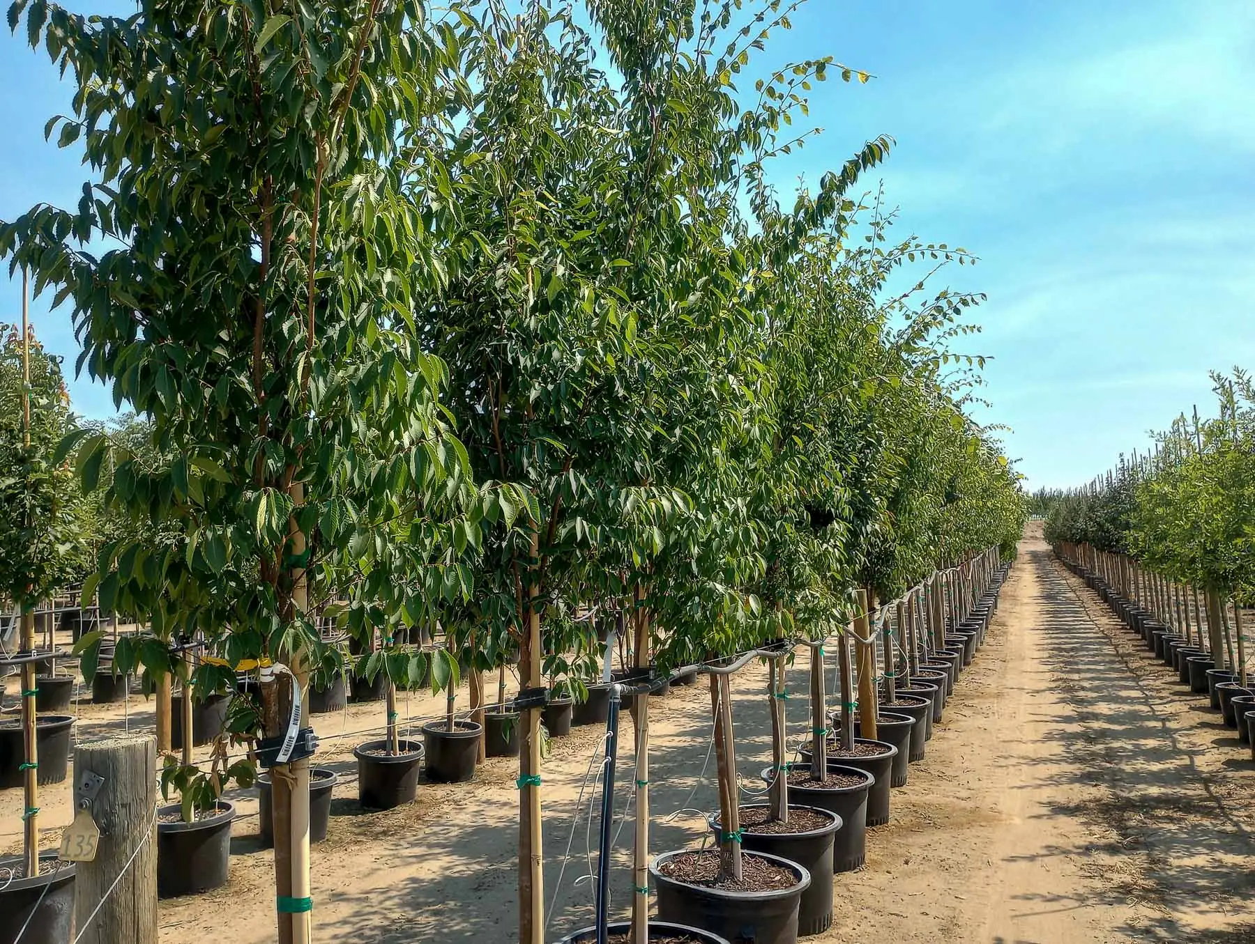Musashino Columnar Zelkova Tree