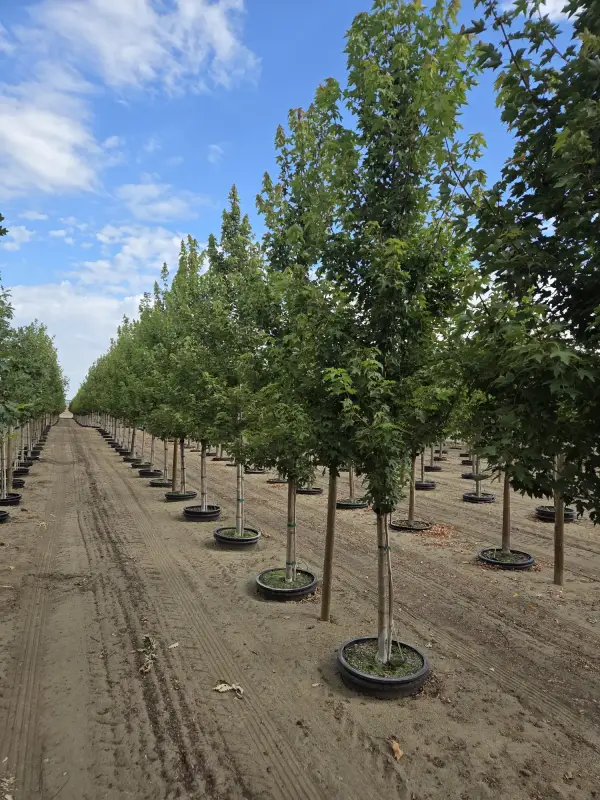 Redpointe™ Maple Tree