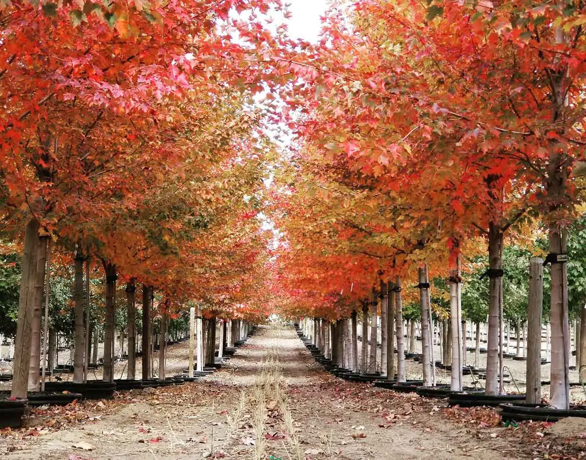 Sun Valley Maple Tree