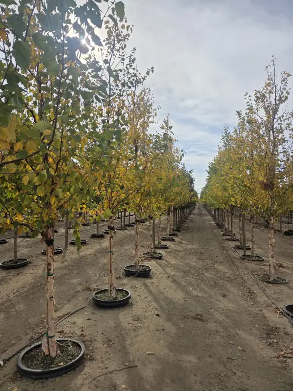 Heritage Birch Tree