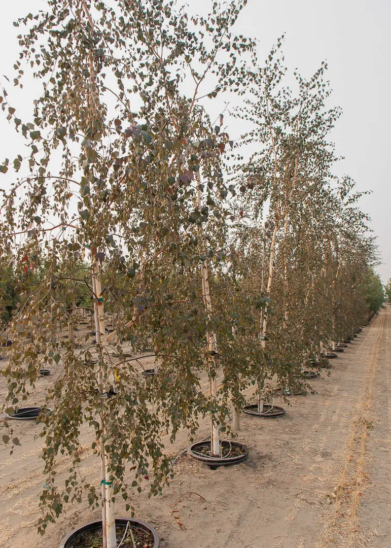 Royal Frost Birch Tree