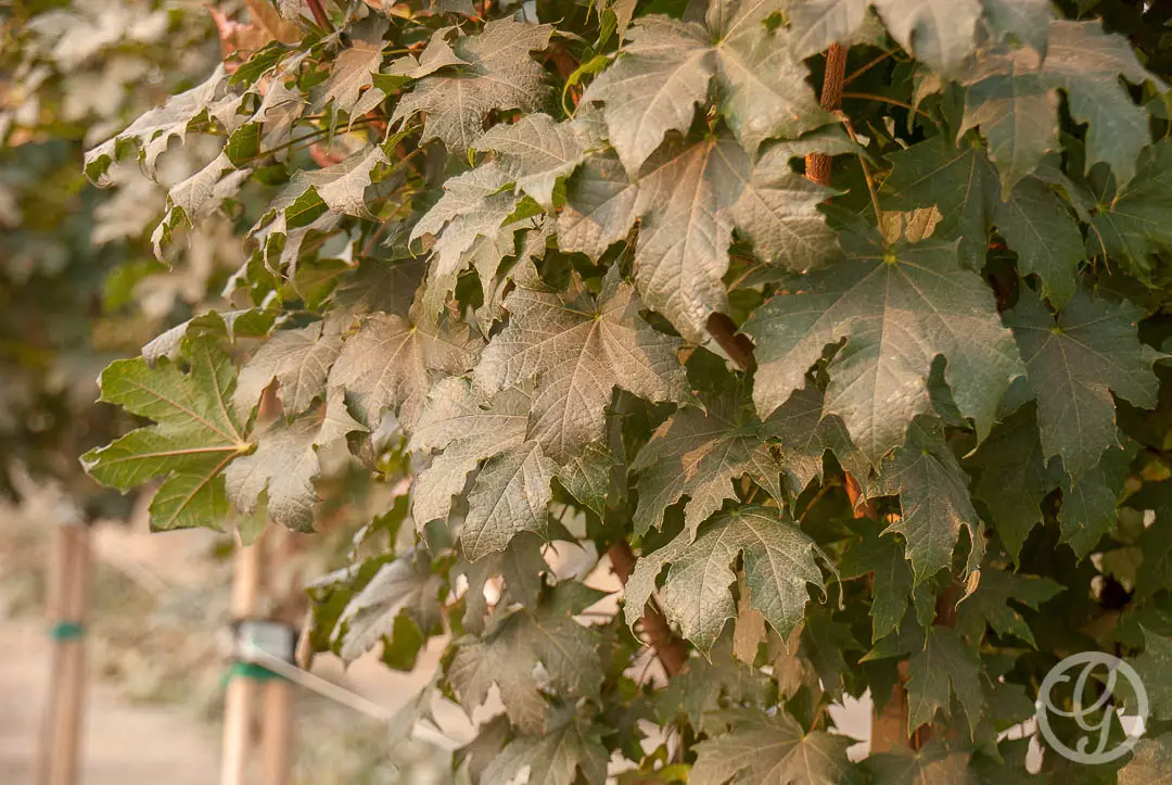 Conquest Norway Maple Tree