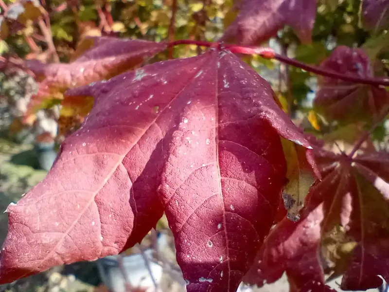 Vine Maple