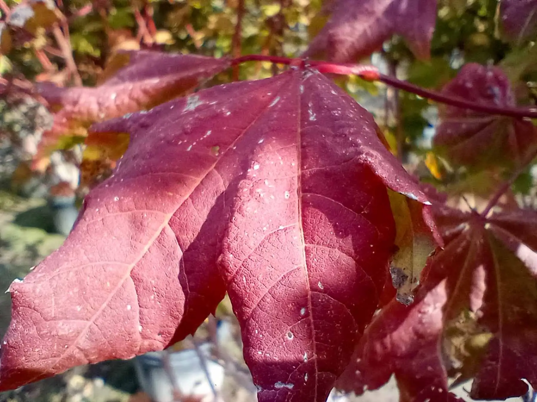 Vine Maple