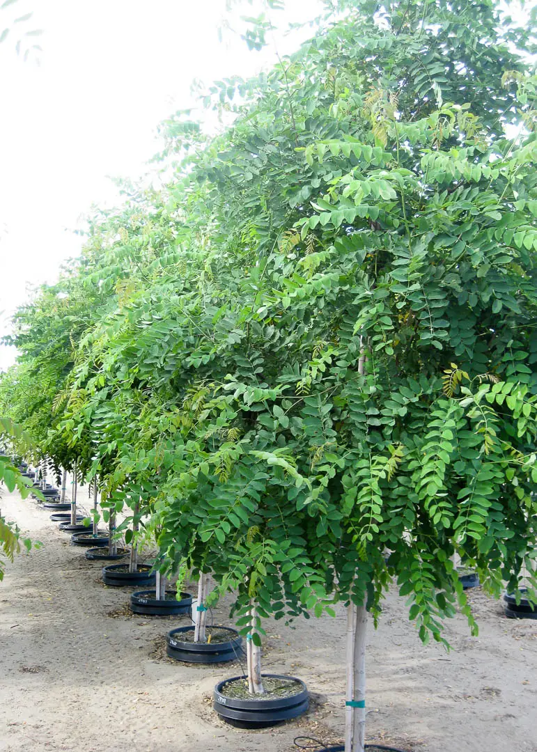 Purple Robe Locust Tree