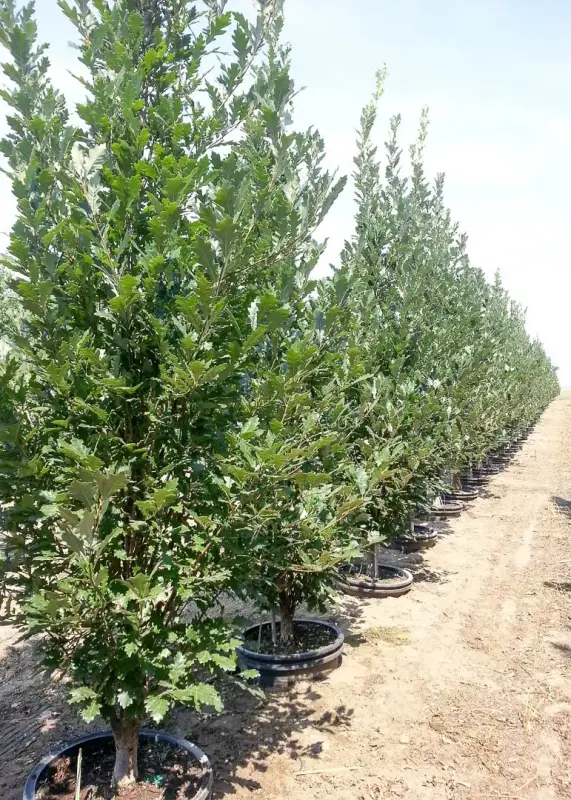 Regal Prince Oak Tree