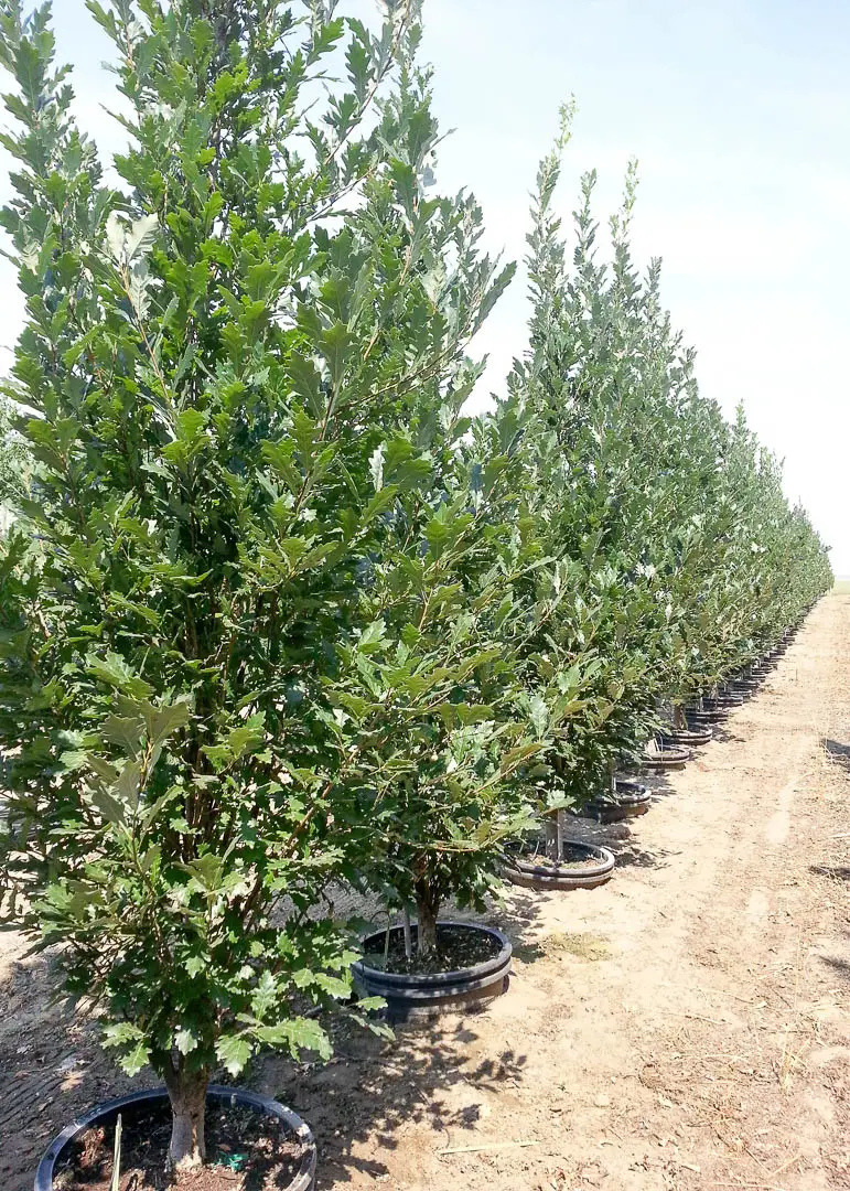 Regal Prince Oak Tree