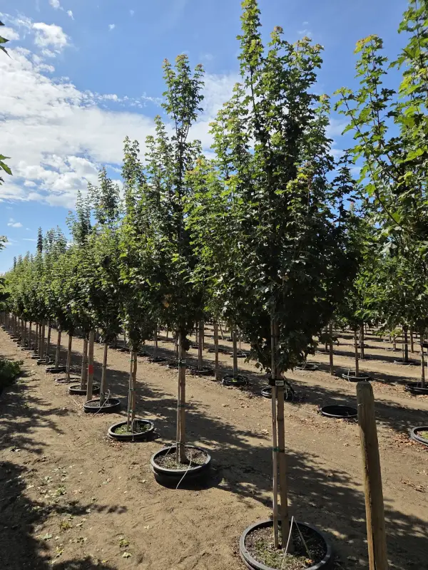 Metro Gold Maple Tree
