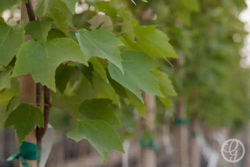 Red Rocket Maple Tree