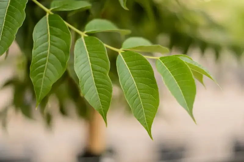 Eye Stopper™ Cork Tree