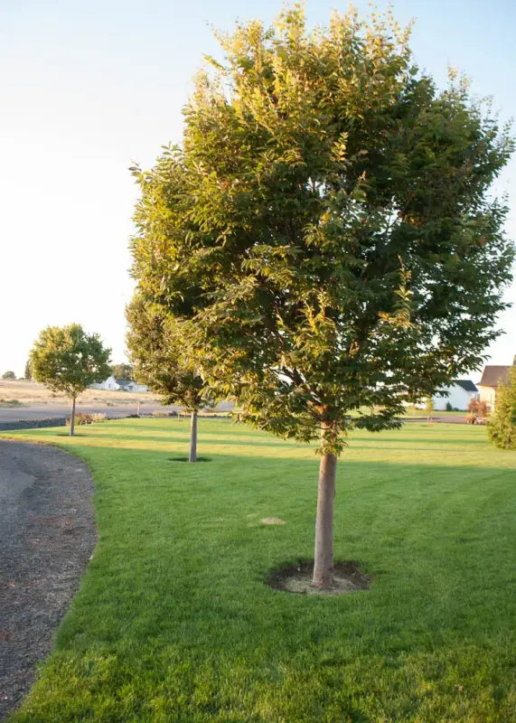 City Sprite® Zelkova Tree