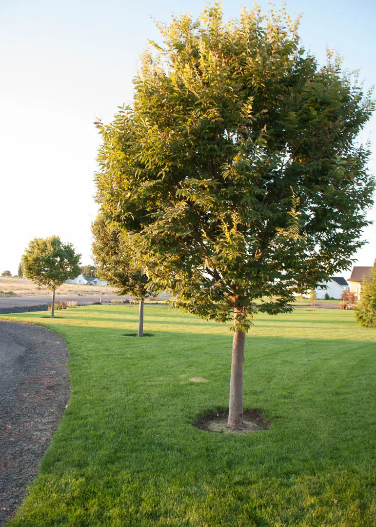 City Sprite® Zelkova Tree