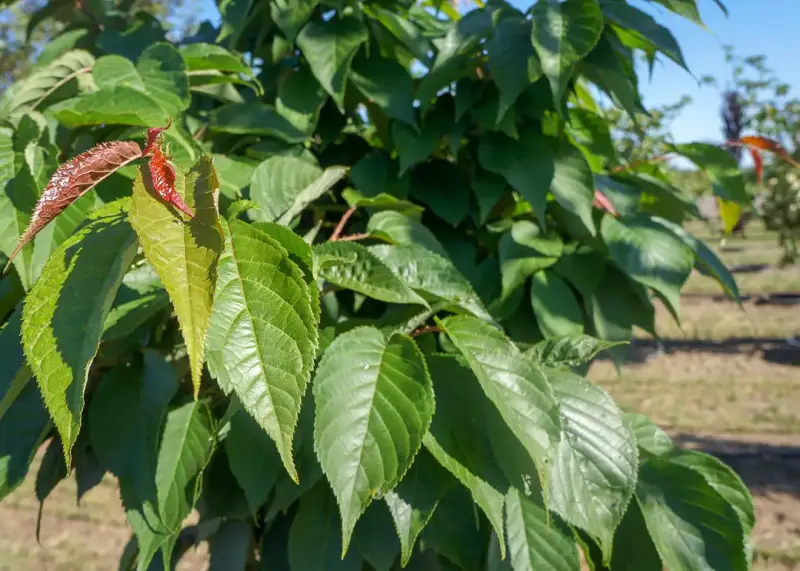 Pink Flair Cherry Tree