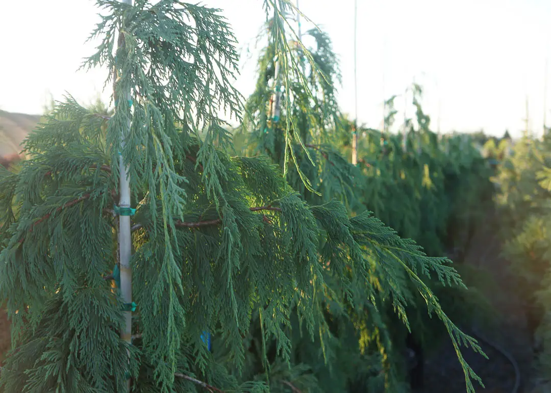 Blue Weeping Alaskan Cedar Tree