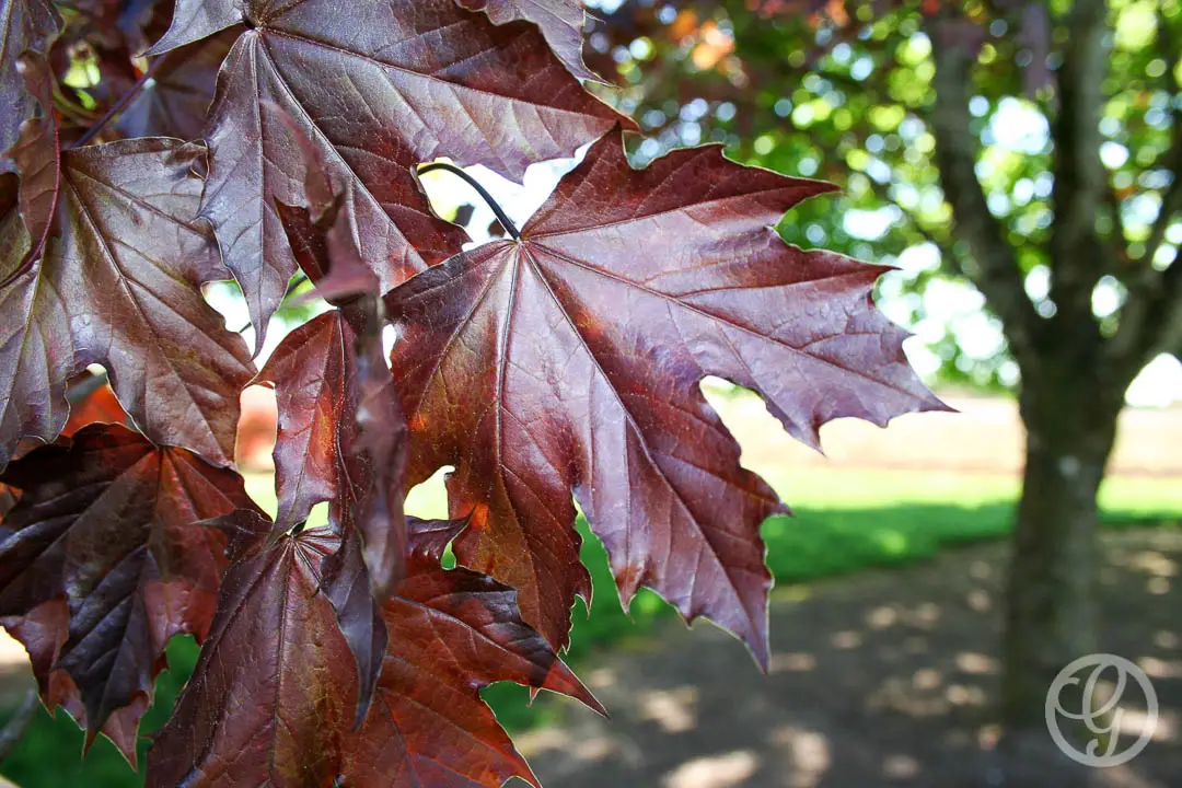 Crimson King Norway Maple Tree