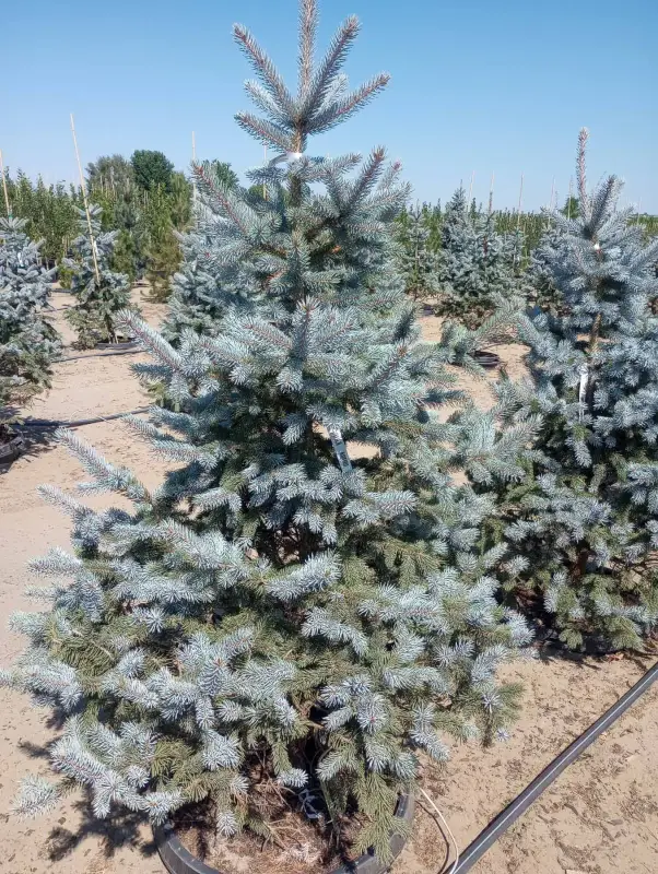 Hoopsii Colorado Spruce