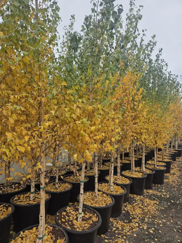 Dakota Pinnacle Birch Tree