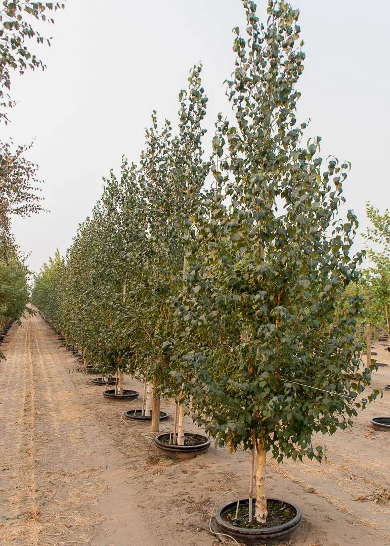 Dakota Pinnacle Birch Tree