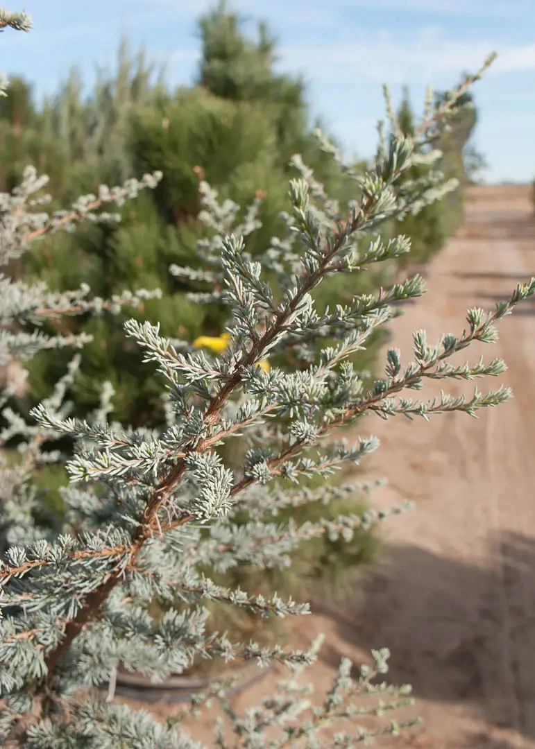 Blue Atlas Cedar Tree