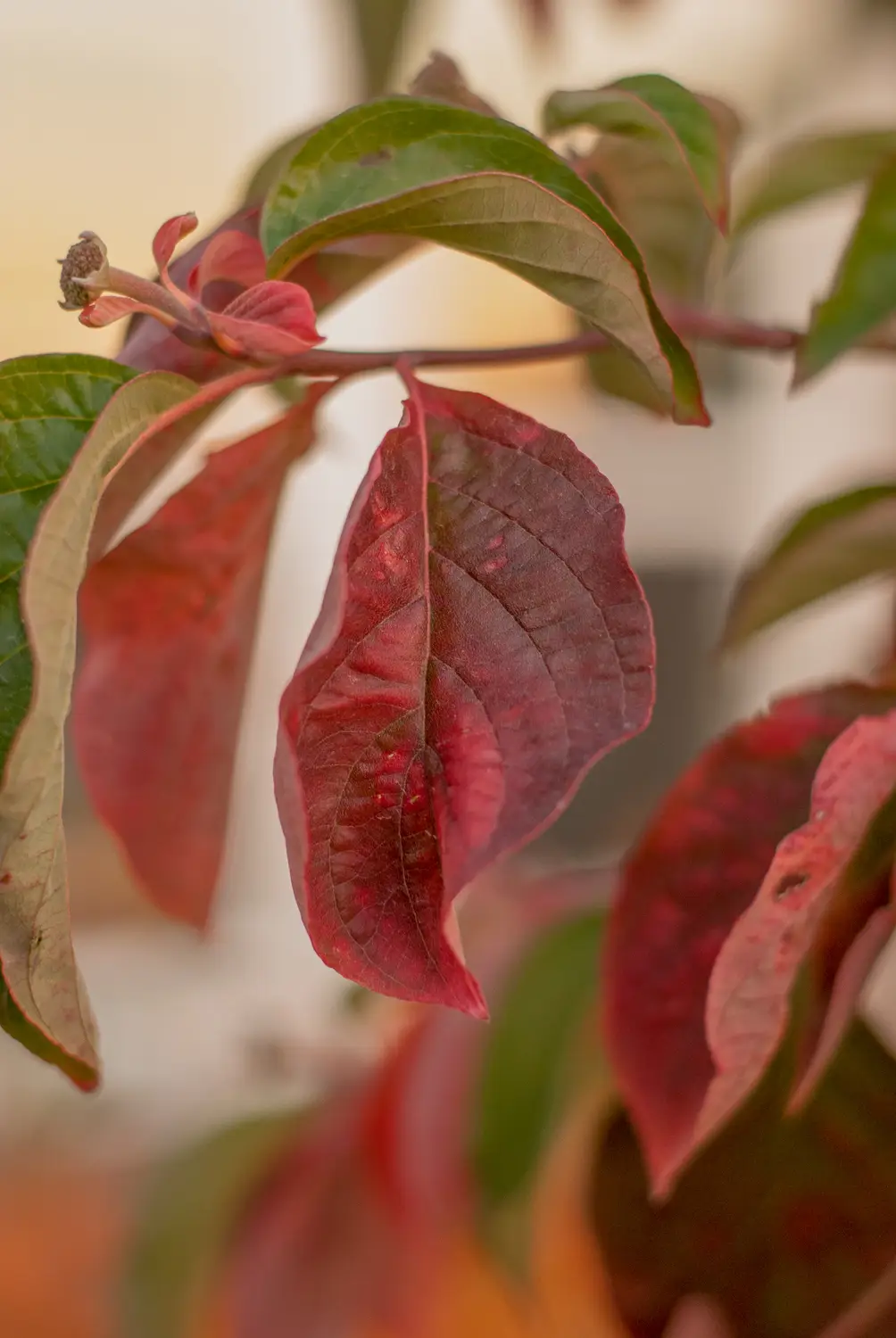 Eddie's White Wonder Dogwood Tree